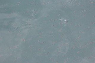 IMG_3957.JPG