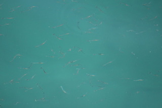 IMG_4044.JPG