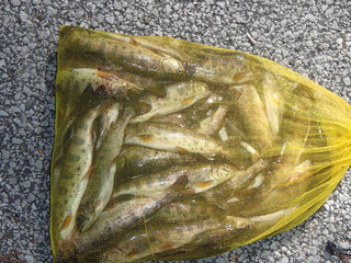 P4290079t.JPG