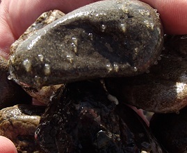 PB111185.1.jpg